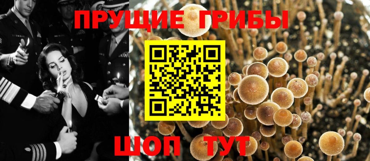 Псилоцибиновые грибы GOLDEN TEACHER  купить наркотик  Вход с VPN  Соликамск  Псилоцибиновые грибы GOLDEN TEACHER 